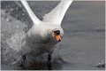 Mute Swan.Radipole Dorset April 2007